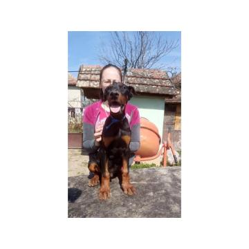 Doberman štenci  