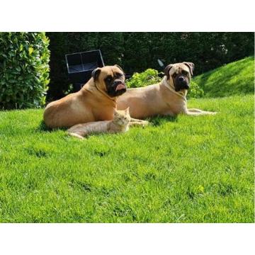 Bullmastiff stenci 
