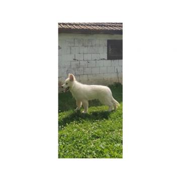 Beli Svajcarski ovcar 