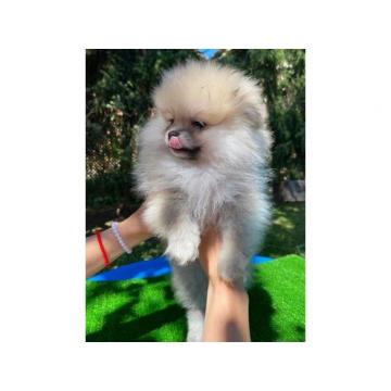 Pomeranac, stenci iz vrhunskog legla 