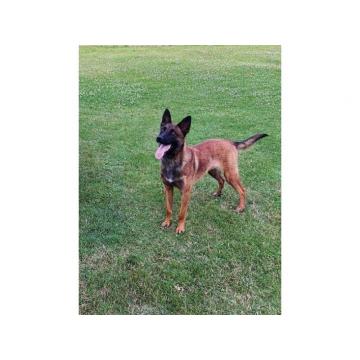 Belgijski ovčar malinoa, ženka  