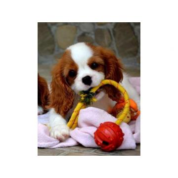 Cavalier King Charles španiel - blenheim 