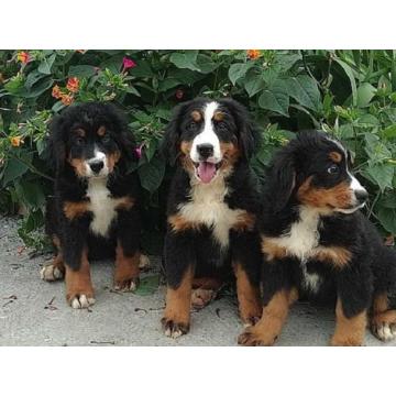 Bernski planinski pas, ženke  