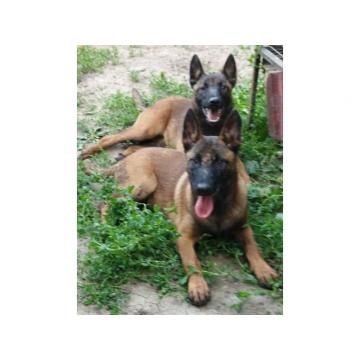 Belgijski ovčar – Malinoa ženke