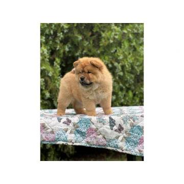 Cau Cau (Chow Chow) stenci