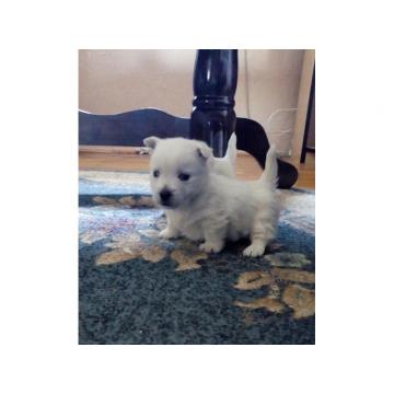 Westi terijer, preslatke kuce 