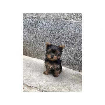 Jorkširski terijer  