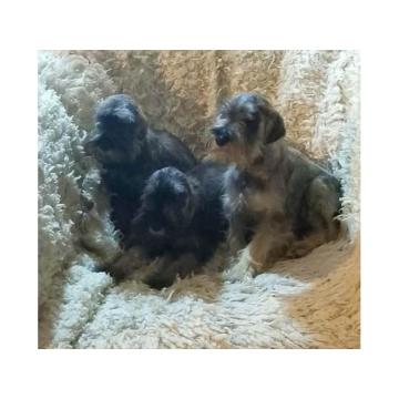 Štenci patuljastih šnaucera vrhunskih krvnih linija  