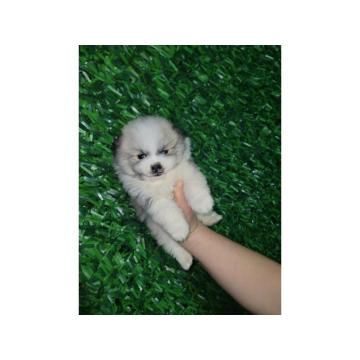 Pomeranski Špic štenci