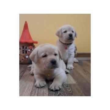 Prelepi, čistokrvni štenci labradora  