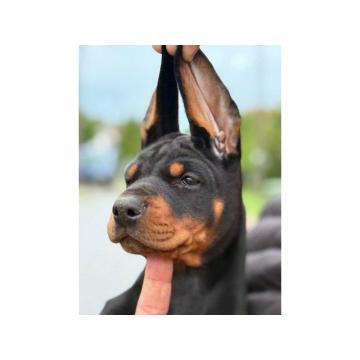 Doberman štenci, crni i braon