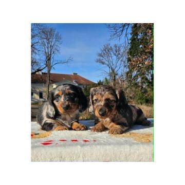 Dugodlaki jazavičar  