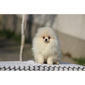 Pomeranac Boo štenci 