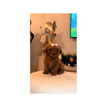 Toy pudla, žensko štene