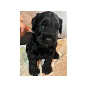 Veliki crni snaucer stenad