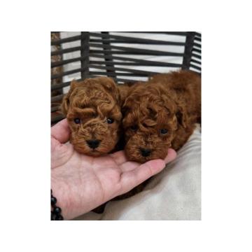 Savršene toy pudle u crvenoj boji 