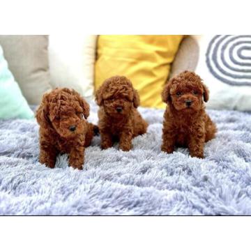 Najmanje pudle, od najlepsih roditelja u Evropi  