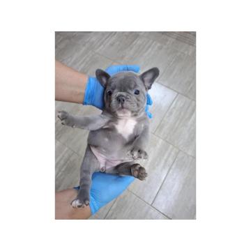 Egzoticni francuski buldog