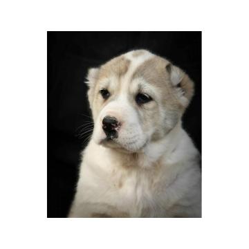 Srednjeazijski ovčar VRHUNSKI štenci