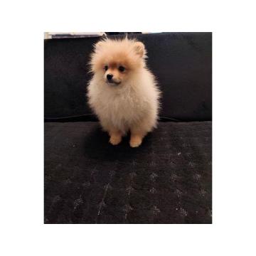 Štenci pomeranskog špica