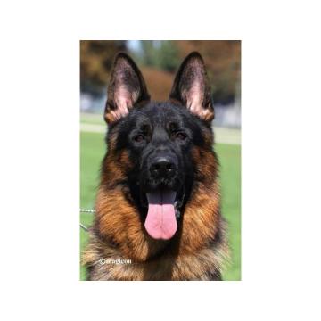 Nemački Ovčari  ženska štenad