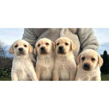 Labrador retriver 