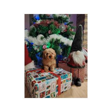 Na prodaju zenska dva steneta, patuljaste pudle, aprikot 