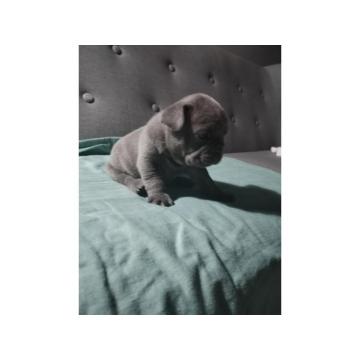 Francuski buldog  