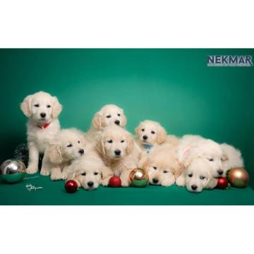 Dostupni za rezervaciju štenci Zlatnog retrivera 