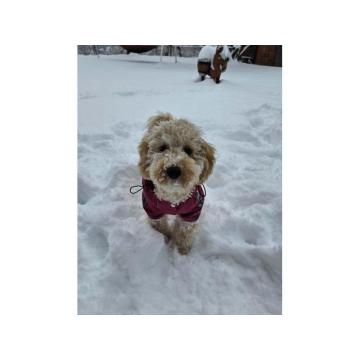 Prelep dečak apricot pudle  