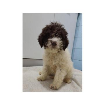 Lagoto romanjolo stenci 