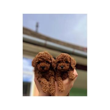 Najmanje pudle, od najlepsih roditelja u Evropi 