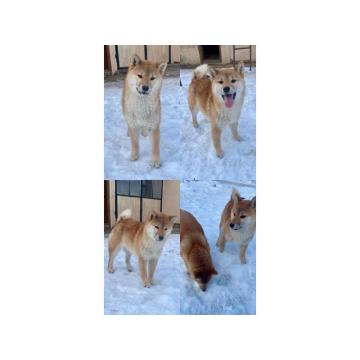 Shiba inu štenci od vrhunskih roditelja