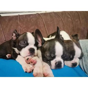 Boston terijer dve devojčice I tri dečaka 