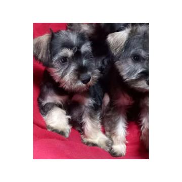 Štenci patuljastog šnaucera 
