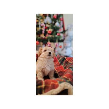 Havanski bišon, Havanezer štenci