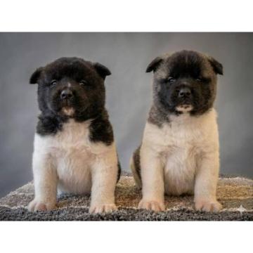 Američka Akita, izuzetni štenci