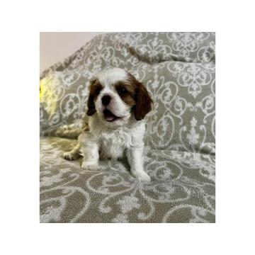 Kavalijer španijel kralja Čarlsa 