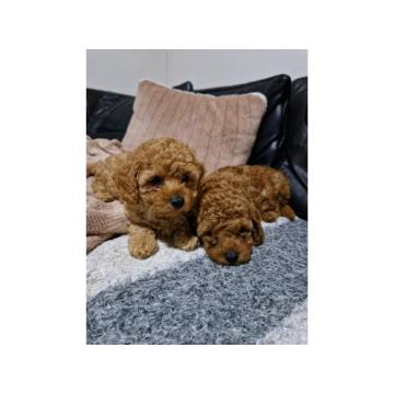 Crvena Toy Pudla prelepi štenci