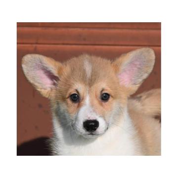 Velski korgi/Welsh Corgi Pembroke štenci