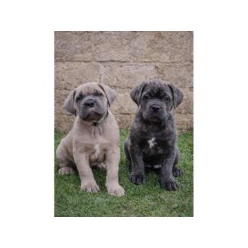 Cane Corso štenci