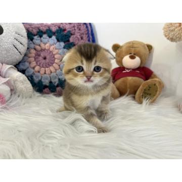 Skotski fold i straight mace