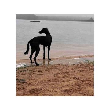 Saluki štenci, jedinstvena prilika  