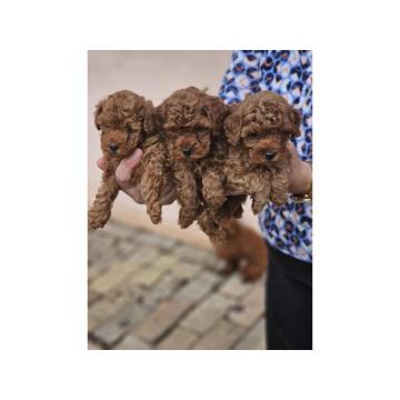 Crvene pudle toy, od oba roditelja u mom vlasnistvu, 