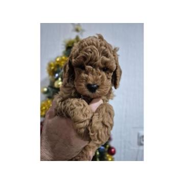 Crvene pudle na prodaju