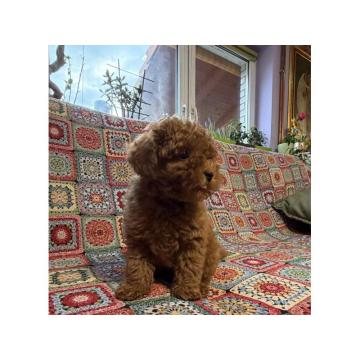 Toy Patuljasta Pudla