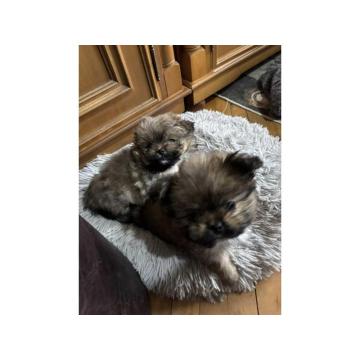 Pufne od mame si cu i tate pomeranca 