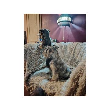 Štenci patuljastih šnaucera  