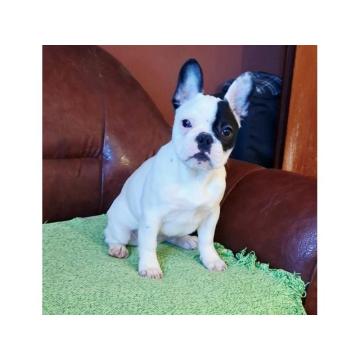 Francuski Buldog stene