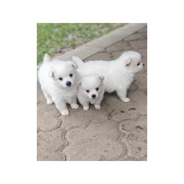 Nemački špic, štenci snežno bele boje 